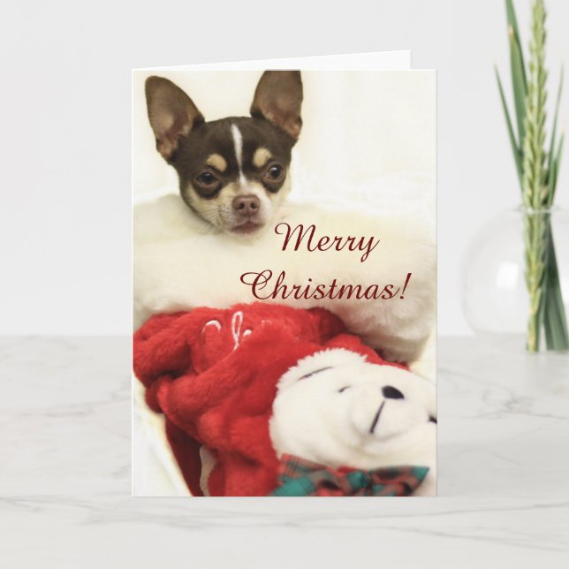 Frohe Weihnachten Chihuahua Grußkarte (Vorderseite)