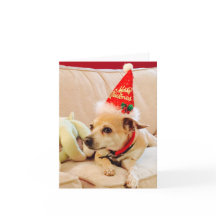 Frohe Weihnachten Chihuahua Süsse 4Sadie