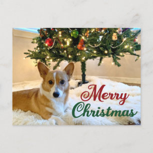 Frohe Weihnachten Corgi Schöne Dog Fotografie Postkarte