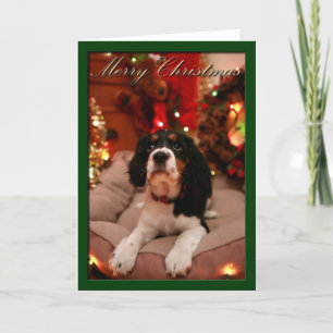 Frohe Weihnachten Englisch Springer Spaniel, Sprin
