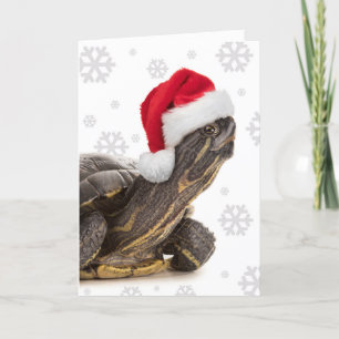 Frohe Weihnachten für jede Schildkröte im Weihnach