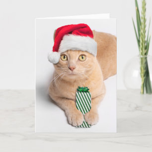 Frohe Weihnachten für jeden Orange Tabby Cat