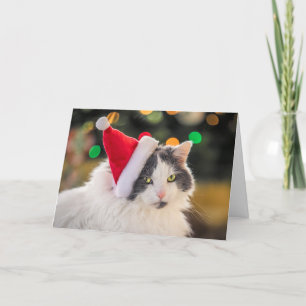 Frohe Weihnachten für jeden süßen Kater in Santa-M