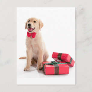 Frohe Weihnachten Golden Retriever Welpe
