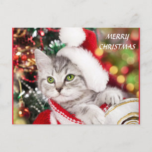 Frohe Weihnachten Kitten Postkarte