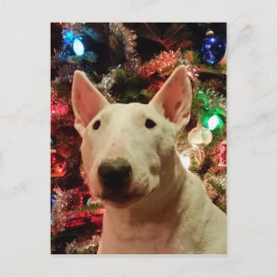 Frohe Weihnachten Merra Bull Terrier