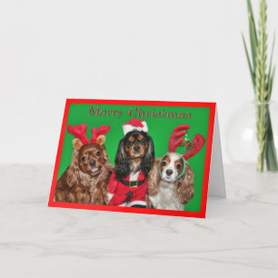 Frohe Weihnachten mit drei King Charles Spaniels