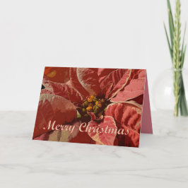 Frohe Weihnachten Pink und Cream Poinsettias