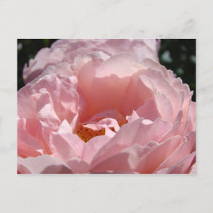 Frohe Weihnachten! Postkarten Rosa Blume