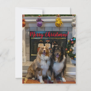 Frohe Weihnachten von Aussies