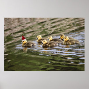 Frohe Weihnachts Baby Geese Poster