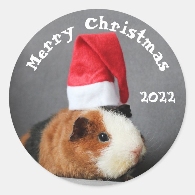 Frohe Weihnachts-Guinea Schweinchen in einer Weihn Runder Aufkleber (Vorderseite)