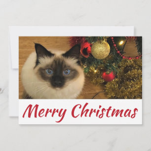 Frohe Weihnachts-Kitty-Postkarte Karte