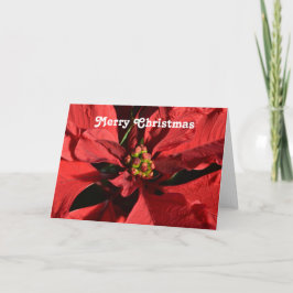 Frohe Weihnachts Red Curly Poinsettia Feiertagskarte
