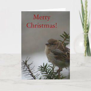 Frohe Weihnachts-Sparrow! mit der Schrift Feiertagskarte