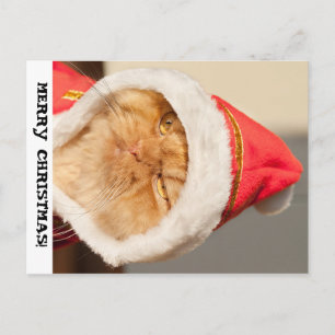Frohe Weihnachtskat Feiertagspostkarte
