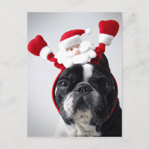 Frohe Weihnachtsportrait von Bulldoggen Feiertagspostkarte