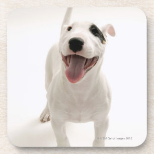 Froher Bullterrier Getränkeuntersetzer