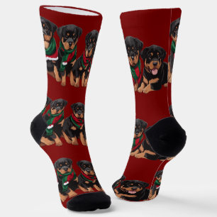 Fröhliche Chrismutts Rottweiler Welpen mit Schal Socken