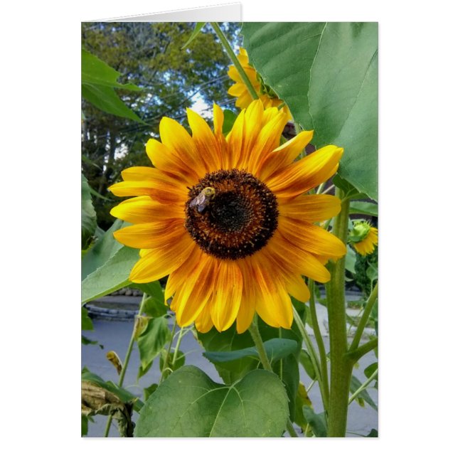 Fröhliche Gelbblüte mit Bienenkarte (Vorne)