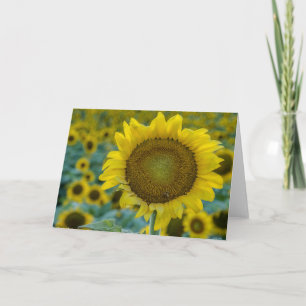Fröhliche Sonnenblumen