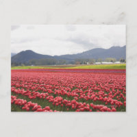 Fröhliche Tulpenfelder Teppichboden Skagit Valley 