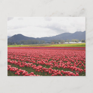 Fröhliche Tulpenfelder Teppichboden Skagit Valley  Postkarte