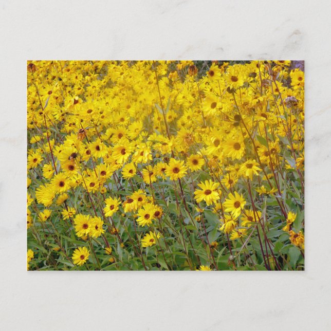 Fröhliches Feld gelber Blumen Postkarte (Vorderseite)