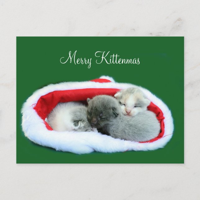 Fröhliches Kittenmas Feiertagspostkarte (Vorderseite)