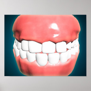 Front View Of Human Mouth With Teeth And Gums Poster