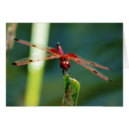 Frontal Red and Black Dragonfly