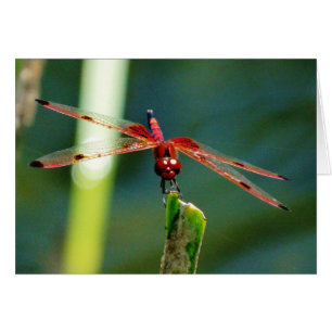 Frontal Red and Black Dragonfly