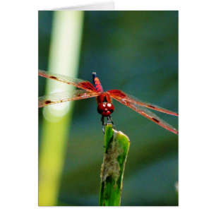 Frontal Red and Black Dragonfly