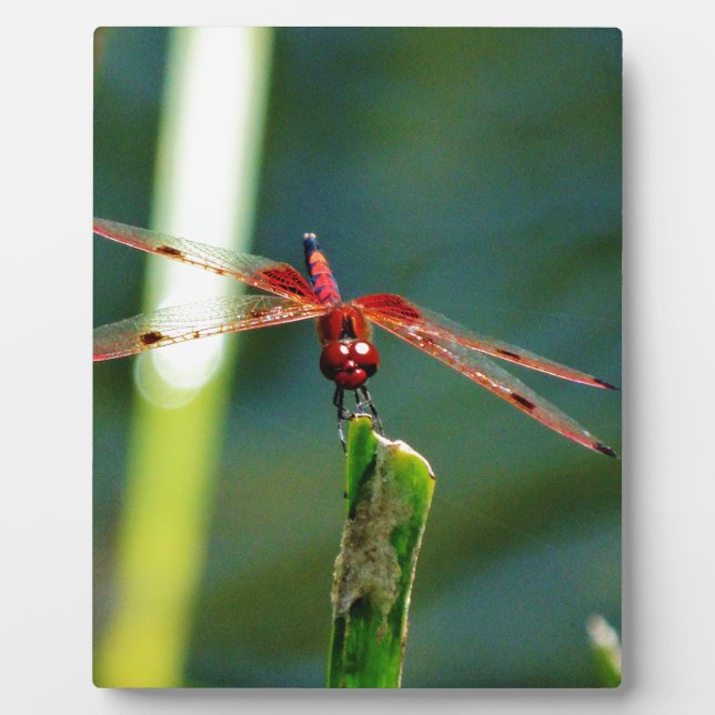 Frontal Red and Black Dragonfly Fotoplatte (Vorderseite)
