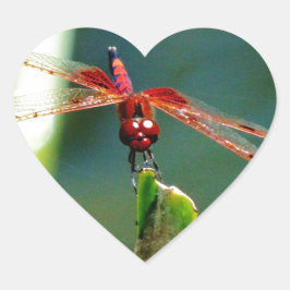 Frontal Red and Black Dragonfly Herz-Aufkleber