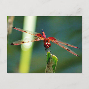 Frontal Red and Black Dragonfly Postkarte