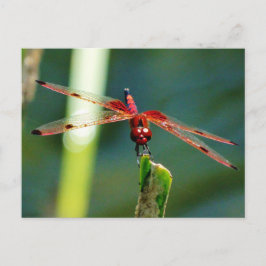 Frontal Red and Black Dragonfly Postkarte