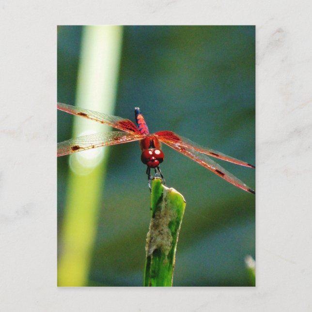 Frontal Red and Black Dragonfly Postkarte (Vorderseite)