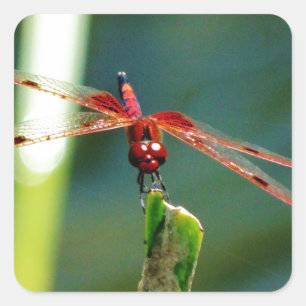 Frontal Red and Black Dragonfly Quadratischer Aufkleber