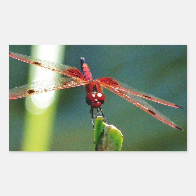 Frontal Red and Black Dragonfly Rechteckiger Aufkleber (Vorderseite)