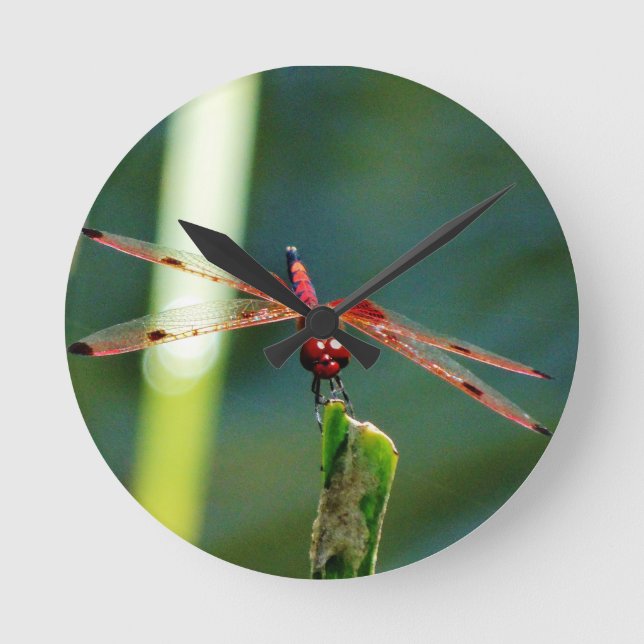 Frontal Red and Black Dragonfly Runde Wanduhr (Vorderseite)