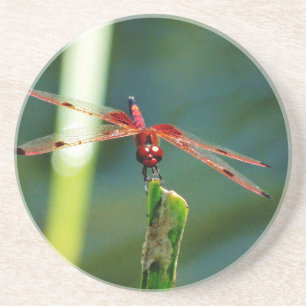 Frontal Red and Black Dragonfly Sandstein Untersetzer