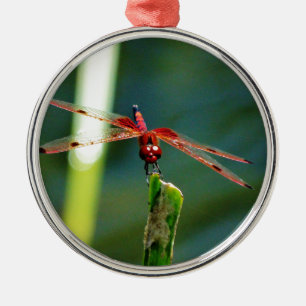 Frontal Red and Black Dragonfly Silbernes Ornament