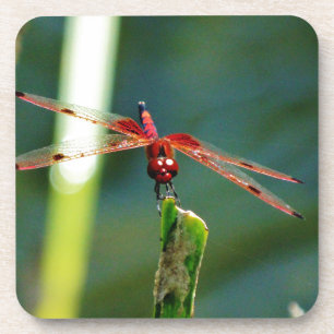 Frontal Red and Black Dragonfly Untersetzer