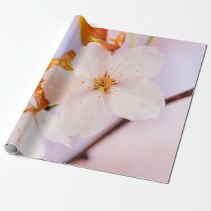 Frontalansicht der Sakura-Blume in der Frühjahrssa Geschenkpapier