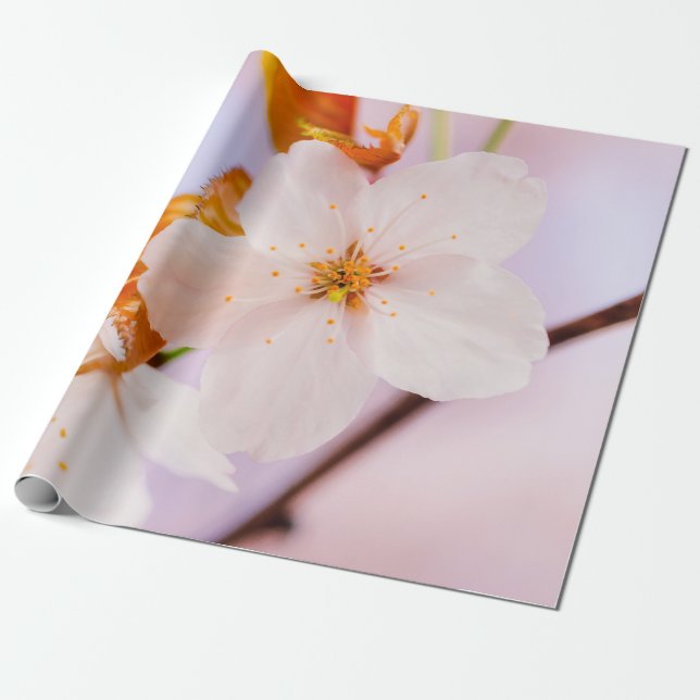 Frontalansicht der Sakura-Blume in der Frühjahrssa Geschenkpapier (Ungerollt)