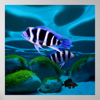Frontosa Cichlid Plecostomus Aquarium Fisch Poster