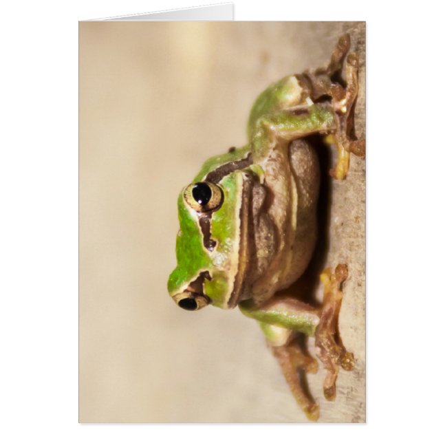 FROSCH (Vorne)