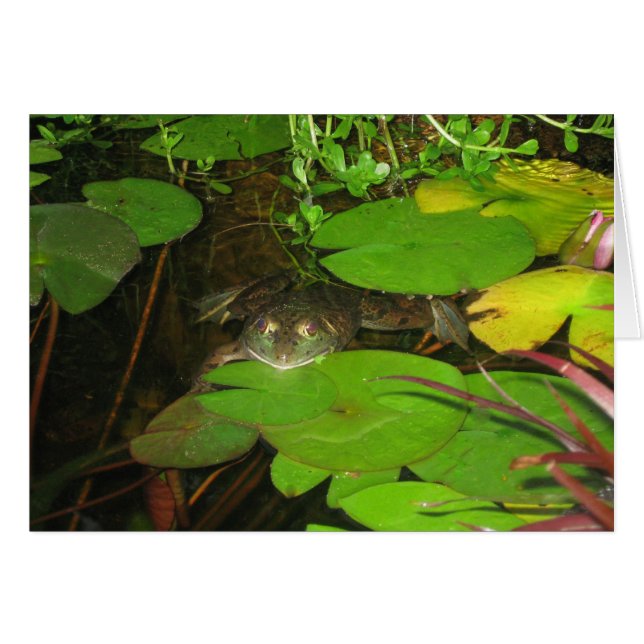Frosch 015 (Vorderseite (Horizontal))