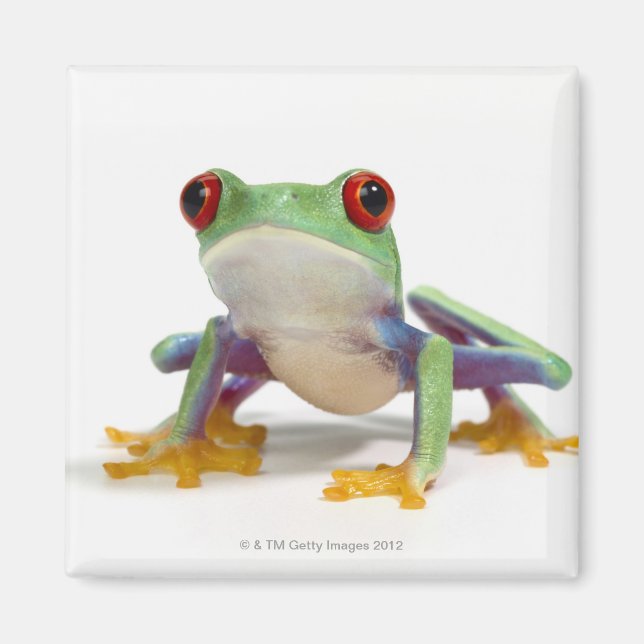 Frosch 2 magnet (Vorne)